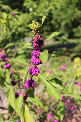 flowers in the garden