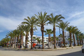 Naklejka premium Palm trees on the street. North Cyprus. Nicosia city. April 04 2018
