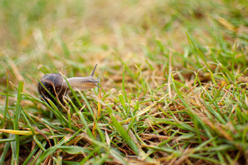 Obraz premium Snail in the grass on rainy day