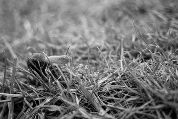 Snail in the grass on rainy day