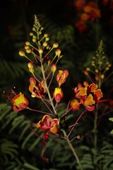 red and yellow flowers