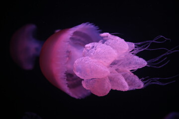Obraz premium pink flower in water