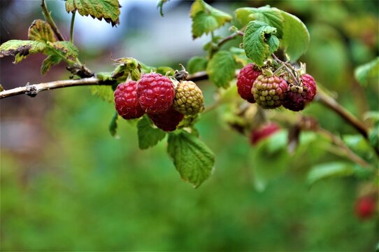 Some red raspberries on a raspberry bush with green leaves