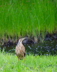 American Bittern in the rain