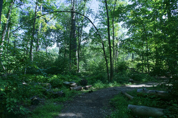 A green forest on a summer day