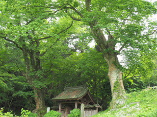 Fototapeta na wymiar 仏生寺の大ケヤキ