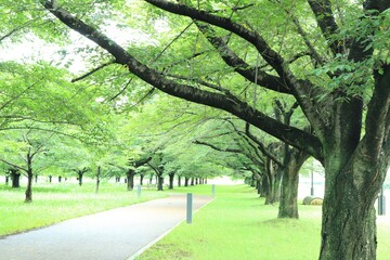 夏の並木道