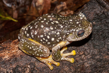 Magnificent Tree Frogs