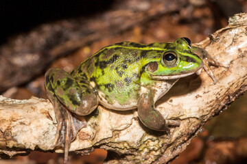 Dahl's Aquatic Frog