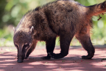 Fototapeta premium Coatí buscando restos de comida en el parque nacional Iguazú