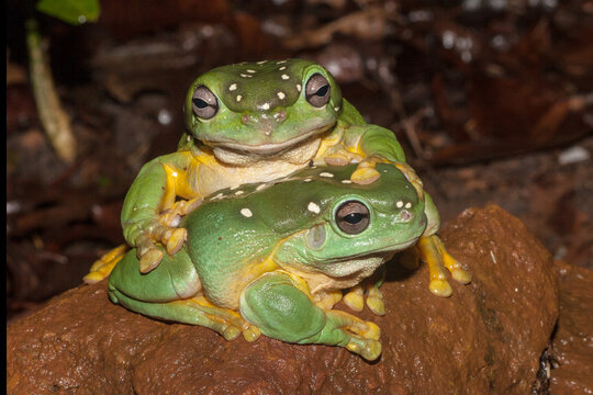 Magnificent Tree Frogs