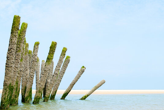Wood falling into the sea