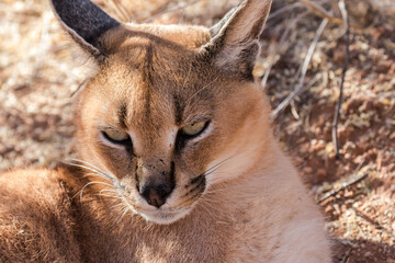 Obraz premium Caracal of desert Lynx from Namibia