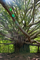 Banyan Tree, Pipiwai Trail, Hana, Kipahulu, Maui, Hawaii
