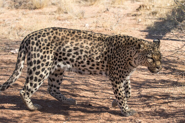 Leopard walking