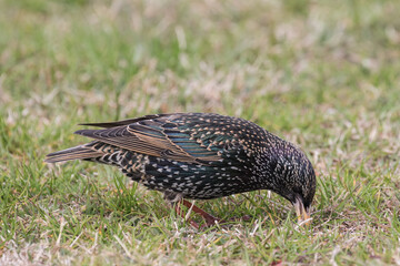 Common Starling catching invertebrates to feed on