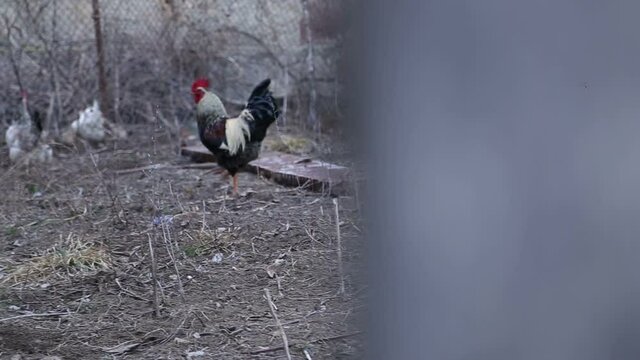 A cock is walking, flying, jumping onto the fence.