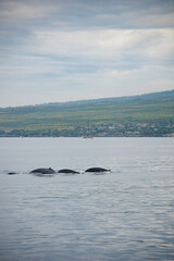 Fototapeta premium Humpback Whales on the ocean surface, Lahaina, Maui, Hawaii