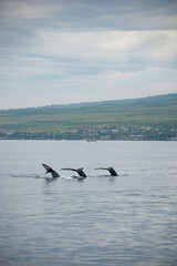 Fototapeta premium Humpback Whales on the ocean surface, Lahaina, Maui, Hawaii
