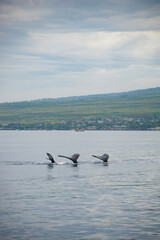 Fototapeta premium Humpback Whales on the ocean surface, Lahaina, Maui, Hawaii