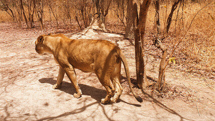lion © Paulina