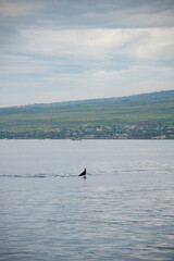 Humpback Whales on the ocean surface, Lahaina, Maui, Hawaii