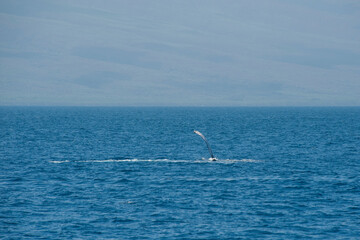 Humpback Whales on the ocean surface, Lahaina, Maui, Hawaii