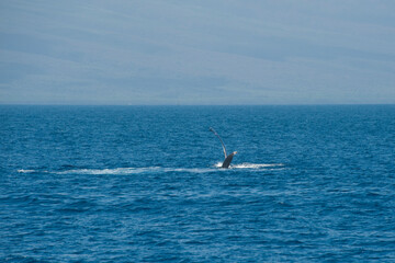Fototapeta na wymiar Humpback Whales on the ocean surface, Lahaina, Maui, Hawaii