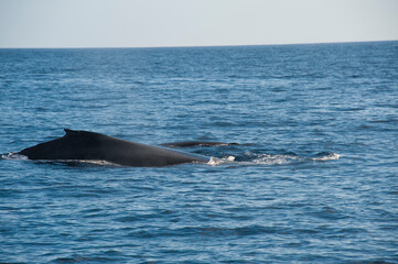 Obraz premium Humpback Whales on the ocean surface, Lahaina, Maui, Hawaii