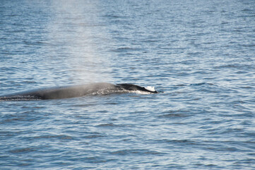 Fototapeta premium Humpback Whales on the ocean surface, Lahaina, Maui, Hawaii
