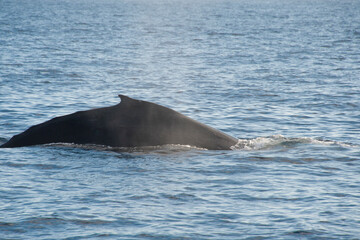 Fototapeta premium Humpback Whales on the ocean surface, Lahaina, Maui, Hawaii