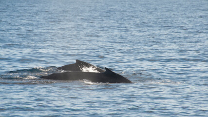 Fototapeta premium Humpback Whales on the ocean surface, Lahaina, Maui, Hawaii