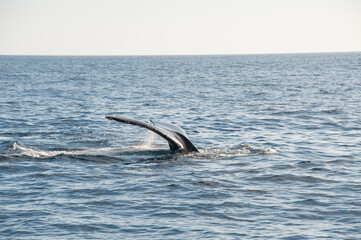 Obraz premium Humpback Whales on the ocean surface, Lahaina, Maui, Hawaii