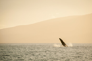 Fototapeta premium Humpback Whale in Sunset, Orange sky, 