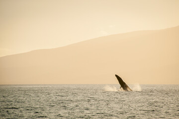 Humpback Whale in Sunset, Orange sky, 