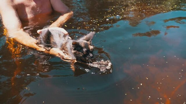 The Cat Swims in the River. Man Teaches Kitten to Swim in the Water. Slow Motion