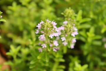 Flowering thyme in a herb garden