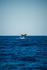 Tale of Humpback Whale, blue ocean, horizon, blue sky