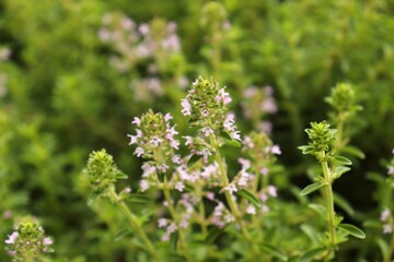 Flowering thyme in a herb garden