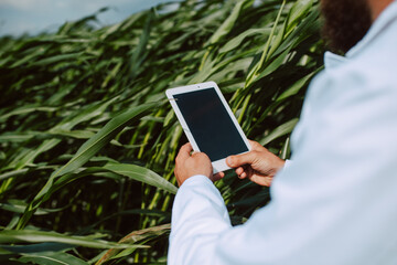 Closeup of tablet computer in the hand male caucasian technologist agronomist in the corn field checking quality and growth of crops for agriculture. Corn field control