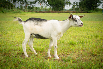 White Goat in a paddock with a beautiful green field.