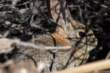 Cottontail rabbit hiding in the bushes