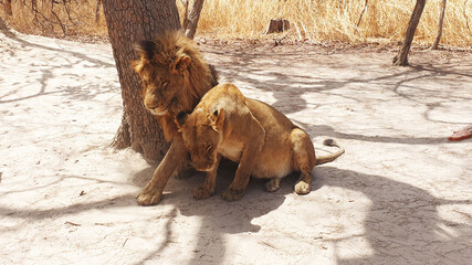 lions © Paulina