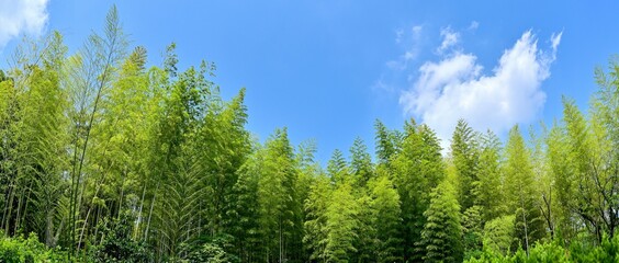 青空バックに見る春の竹林の情景