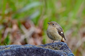 ふっくらした体型がかわいいジョウビタキ メス