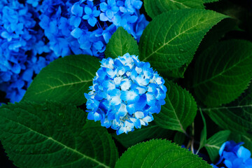 hydrangea flower