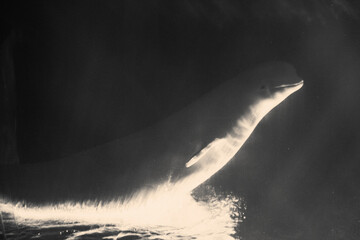 Beluga whales in captivity at an aquarium in Dalian, China