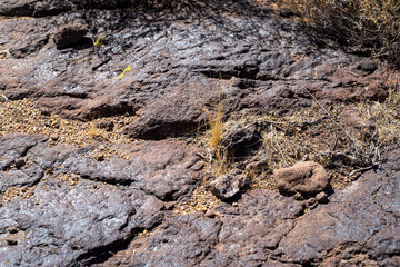 High Sierra Desert Foliage growing from Rocks