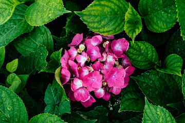 hydrangea flower