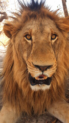close up of a lion